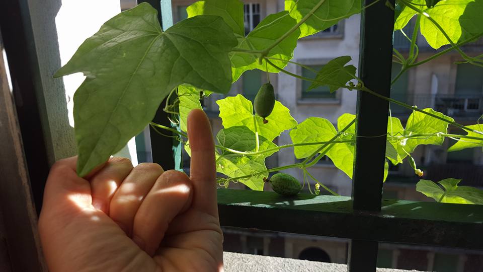 Cucamelons on the window sill